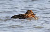 Common Eider